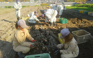 障がい者雇用の一環で高級食材海老芋の栽培に挑戦