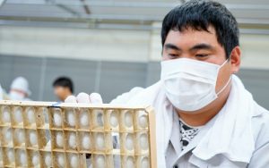 繭1tを出荷！障害者雇用と地方創生、どちらも成功に一歩近づく!?